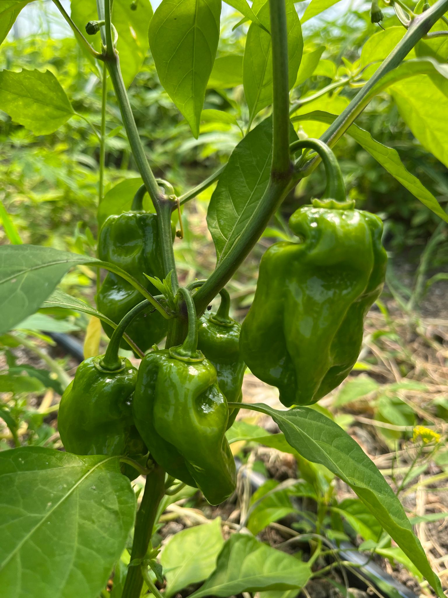 PHOTO-2025-04-25-07-24-35 (1)